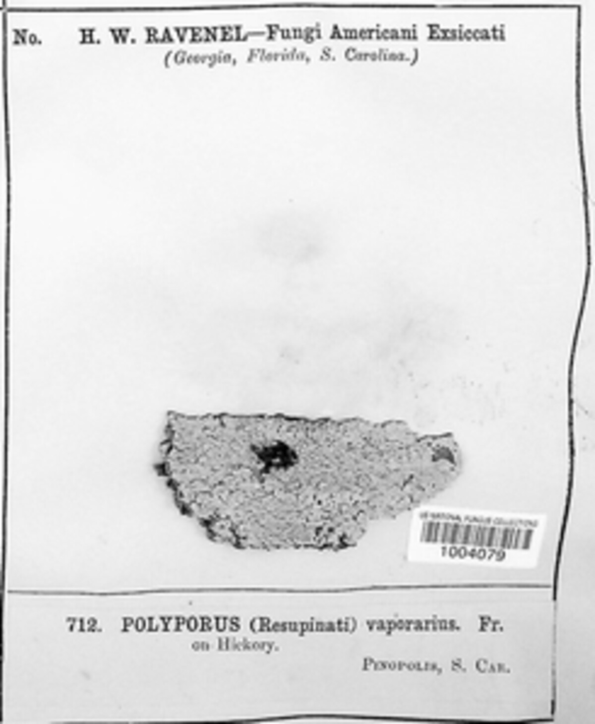 Polyporus vaporarius image